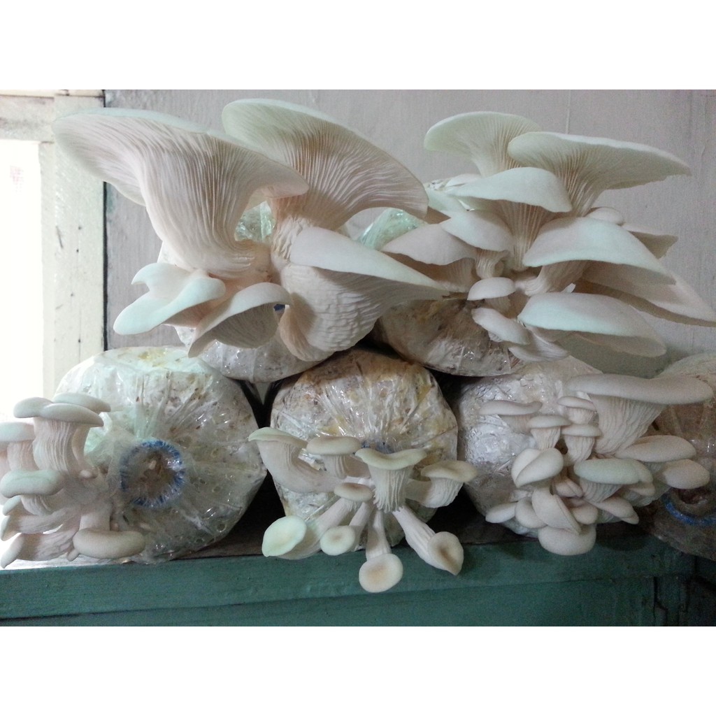 Mushroom fruiting store bag philippines