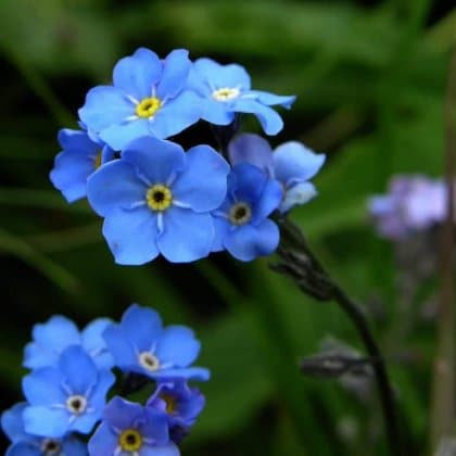 100 Forget Me Not Seeds – Seed World