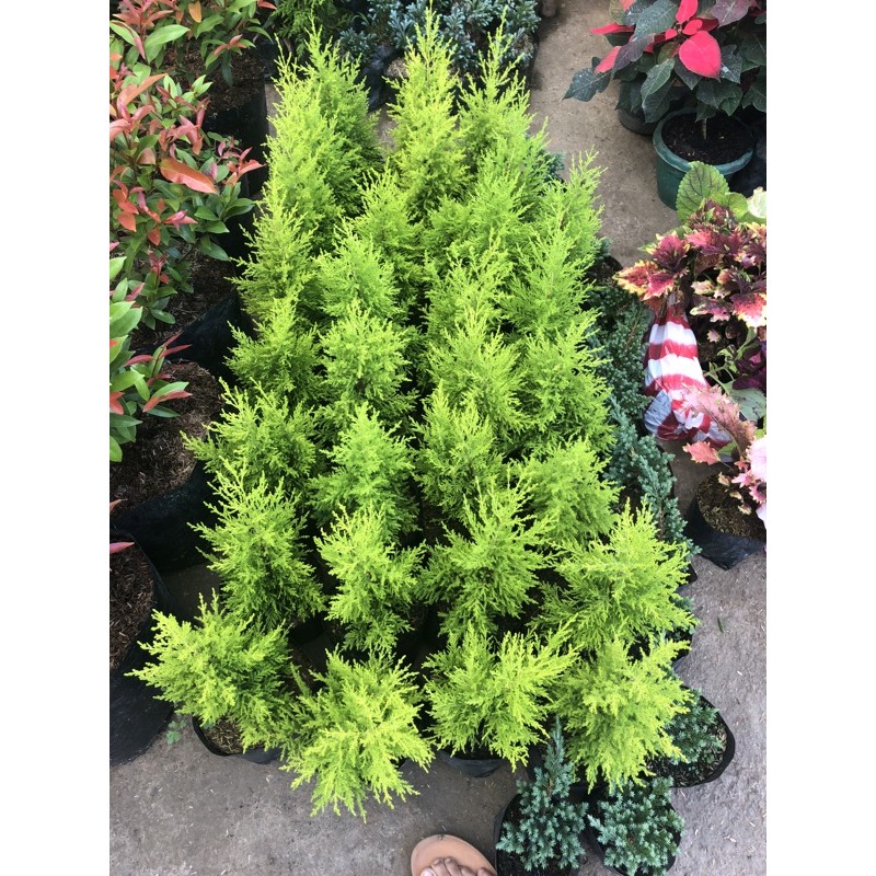 BAGSAK PRESYO!!!!lemon pine trees sobrang bango amoy lemon big | Shopee ...