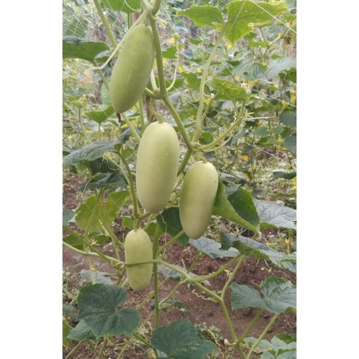 Hybrid white Cucumber Malvar F1 ..white pipino seeds for planting (5 ...