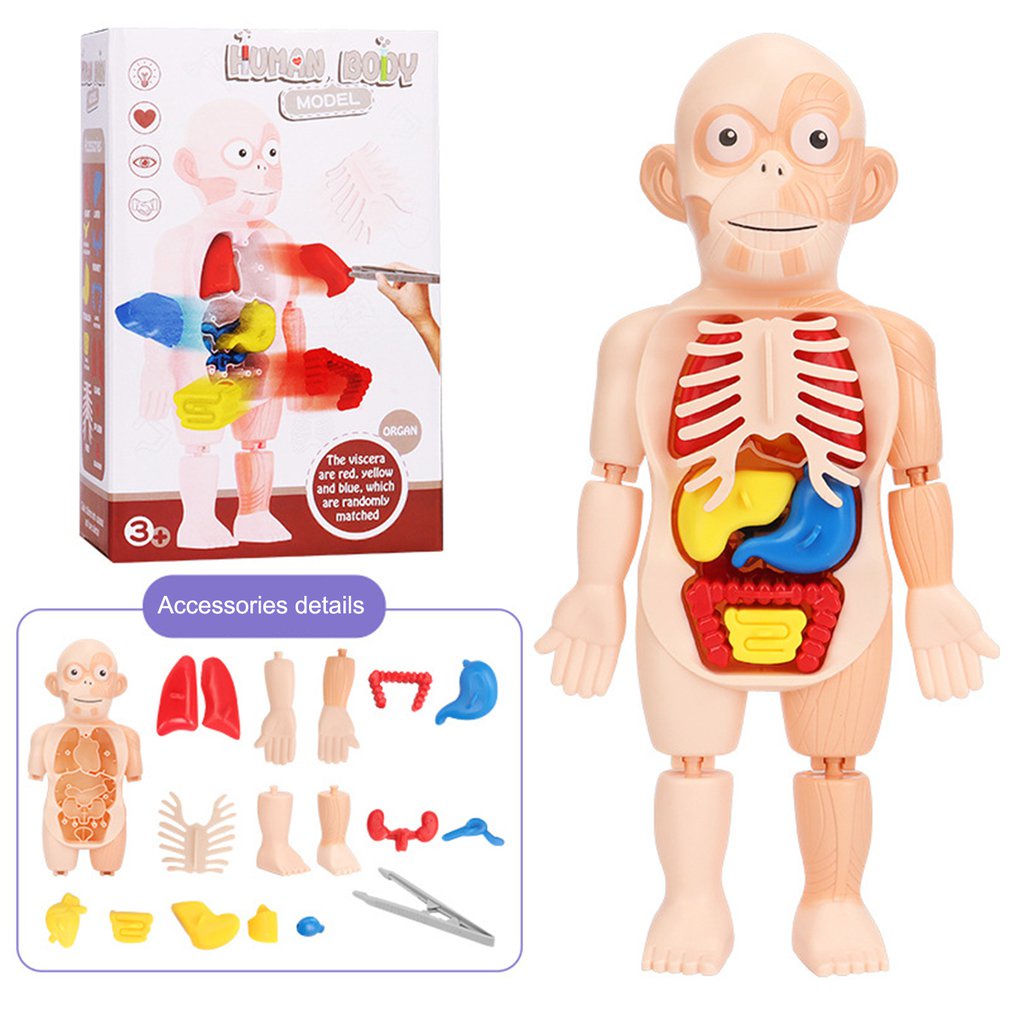 human bone model - Best Prices and Online Promos - Oct 2026 | Shopee ...