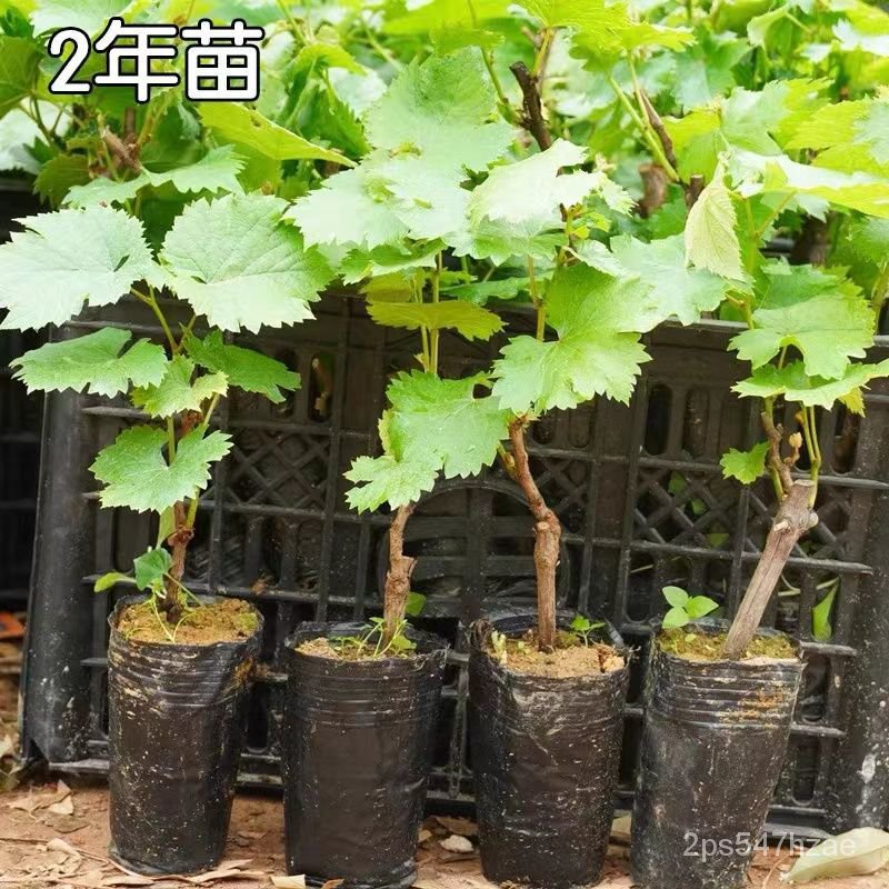 Grape Seedlings Summer Black Grapes Jufeng Grape Tree South and North