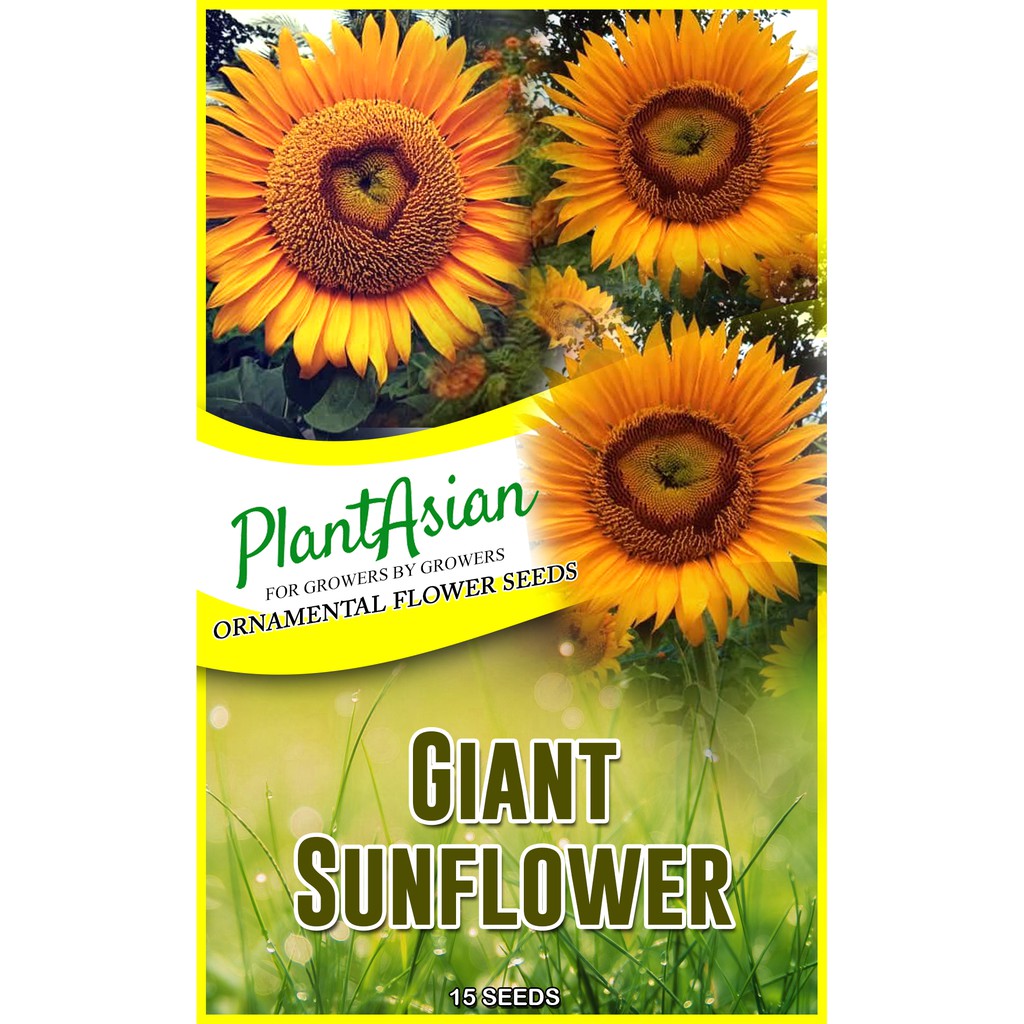How To Grow Sunflower Seeds In The Philippines Best Flower Site