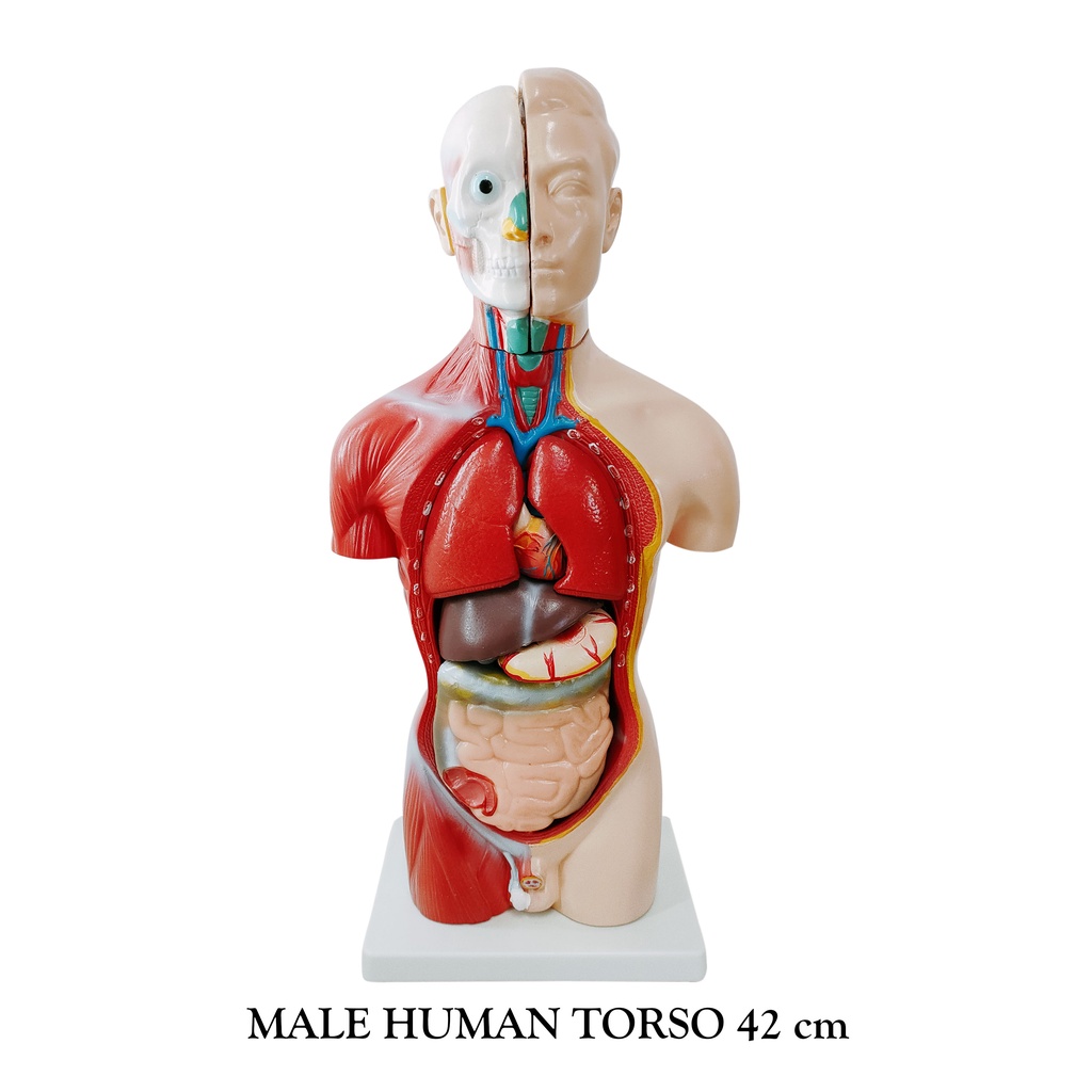 MALE HUMAN TORSO 42cm ANATOMY MODEL | Shopee Philippines