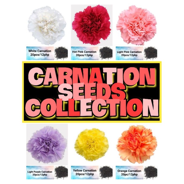 Carnation Seeds Collection (20pcs) Shopee Philippines