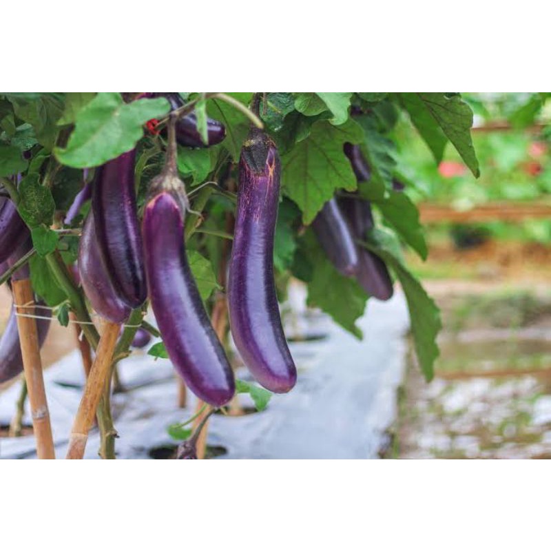 Purple Eggplant Seeds Haba 15pcs Shopee Philippines 6004