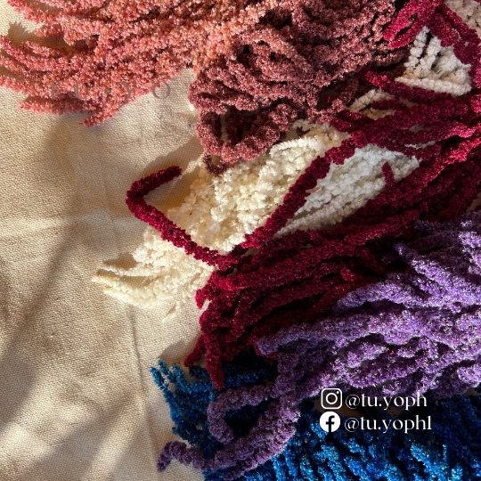 Amaranthus Hang Millet real dried flowers real preserved for decoration ...