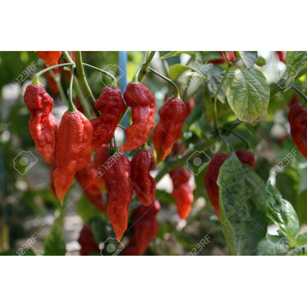indian devil chili chilli pepper plant seeds | Shopee Philippines