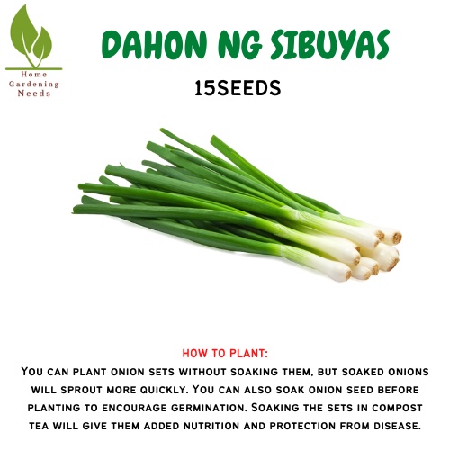 Dahon Ng Sibuyas 15seeds Shopee Philippines 4446