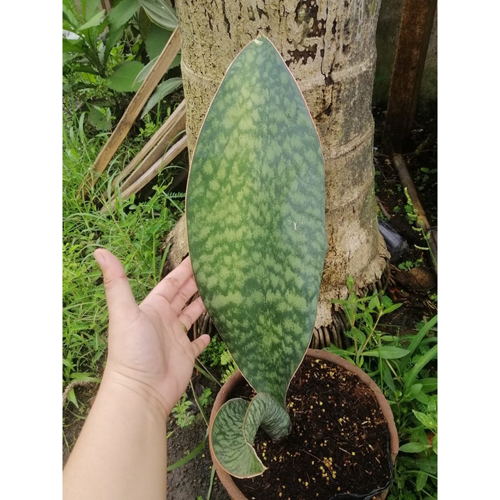 Whale fin snake plant, whale fin sansveria plant rooted with pot and