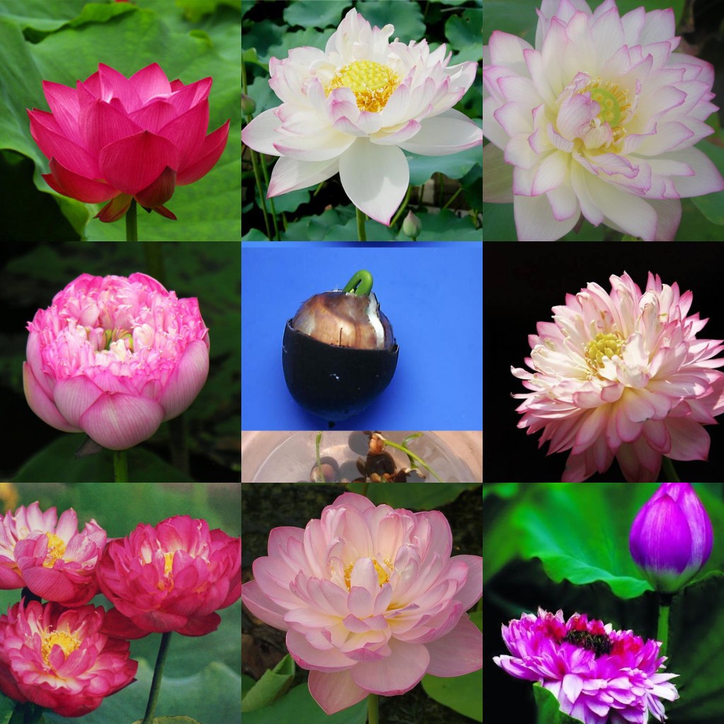 10 Seeds/Pack Bonsai Bowl Lotus Seeds Nelumbo Nucifera Shopee Philippines