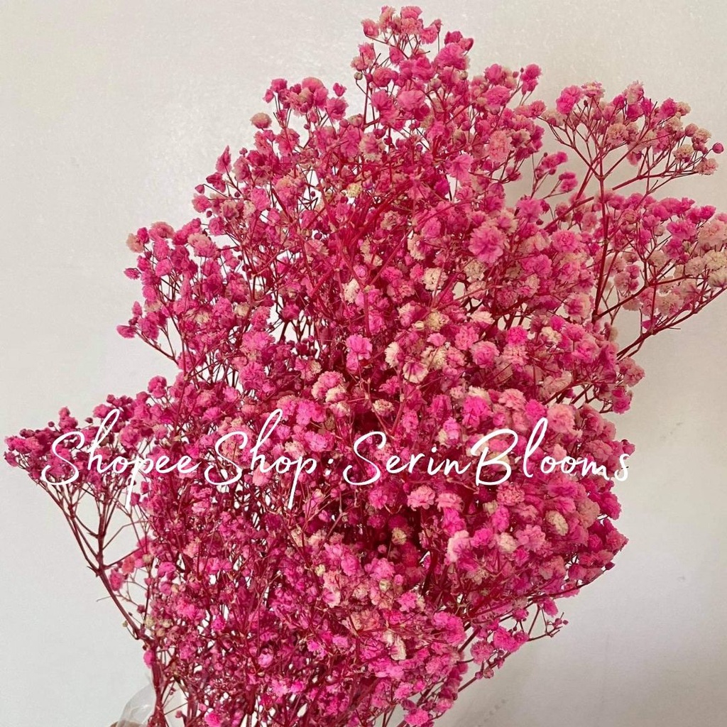 Preserved/Dried Gypsophila (baby's breath) sold per bundle | Shopee ...