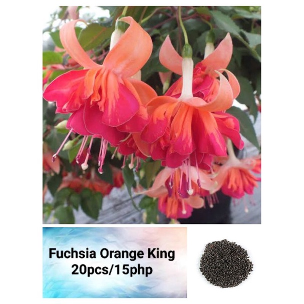 Cool Review About Buy Fuchsia Seeds