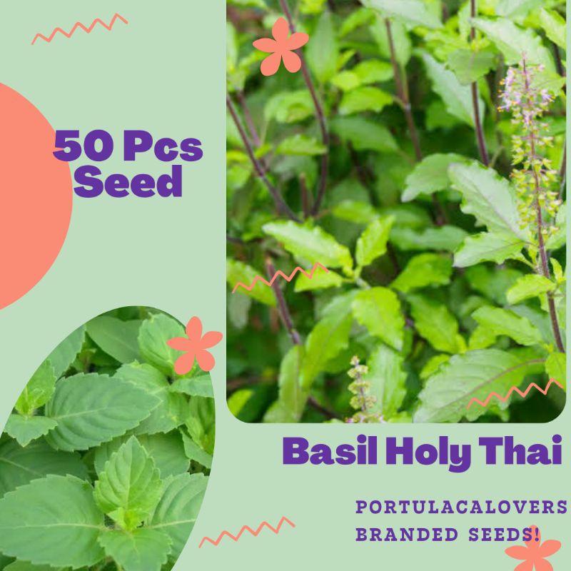 Tulsi Plant Seed 48 OFF tutor international.de