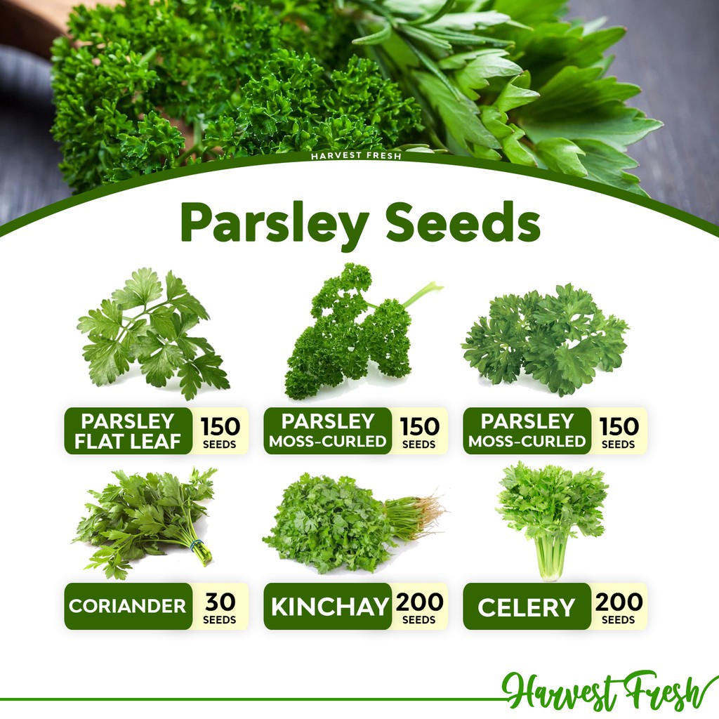 Factory price Parsley Seeds Moss Curled Flat Leaf Italian Decora