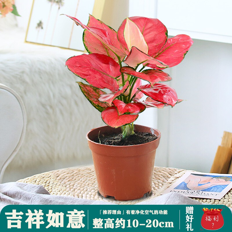 Lucky Red Ruyi Queen Indoor Potted Flower Pachira Macrocarpa Green