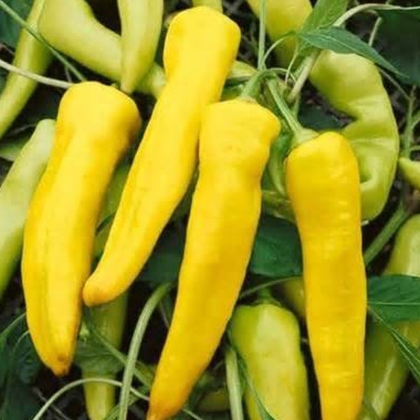 Sweet Pepper Seeds Yellow Banana (Caribe) Shopee Philippines
