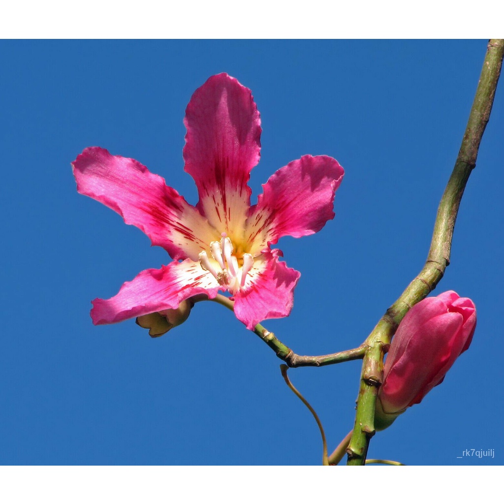 Guaranteed germination rate FlossSilk Tree Chorisia speciosa 10 Seeds