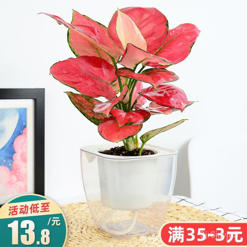 Lucky Red Ruyi Queen Indoor Potted Flower Pachira Macrocarpa Green