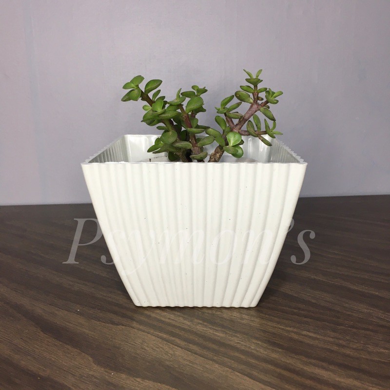 5x4 corrugated plastic plant pot for cactus and succulents pa Shopee