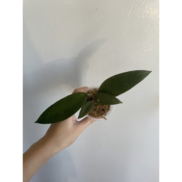 HOYA parasitica spoon shape leaves10cm鉢 - 植物/観葉植物