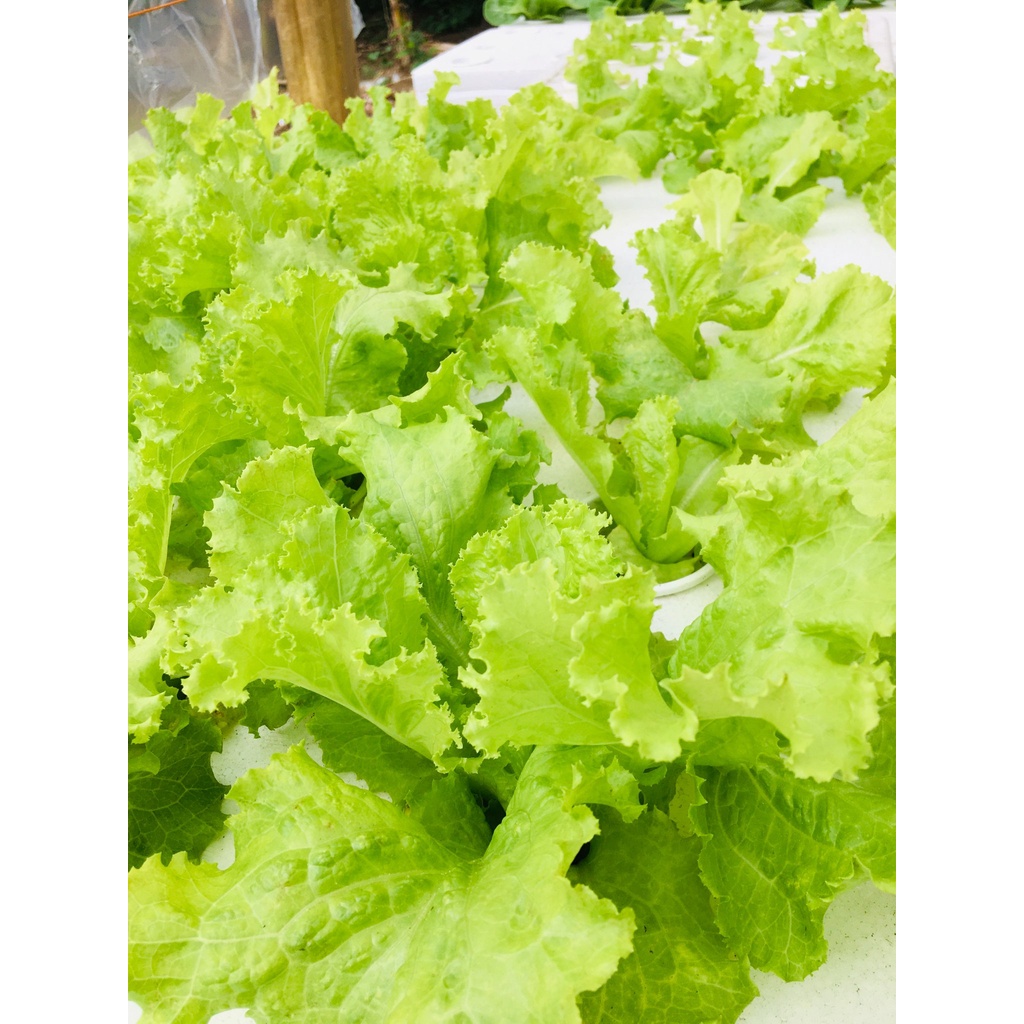 Hydroponics Lettuce Seeds Invicta Batavia, Dabi, Evelyn and Lalique