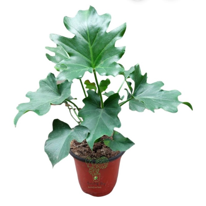 RARE Selloum Philodendron"SAHOD YAMAN"Dwarf Version of Selloum Live