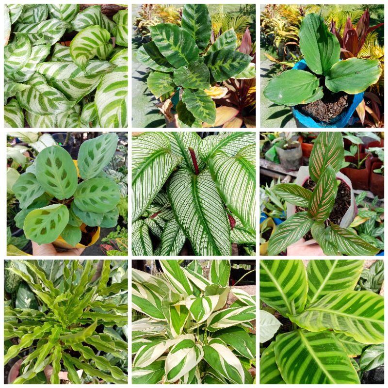 Calathea / Prayer plant different varieties (live and stable) | Shopee ...