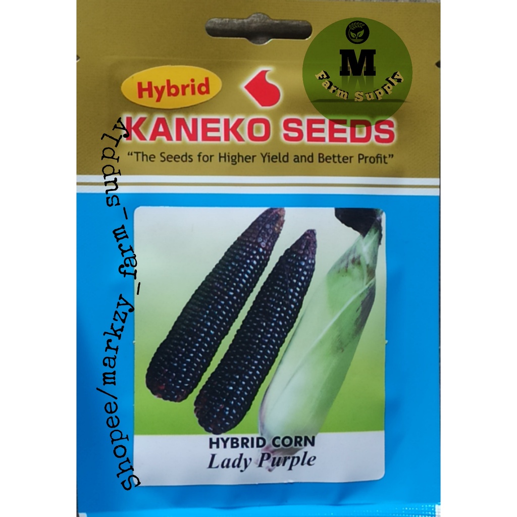 Hybrid Kaneko Seeds Corn Lady Purple | Shopee Philippines