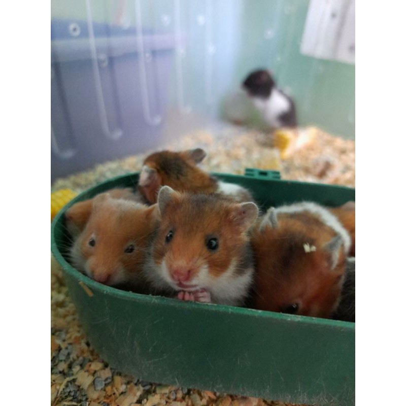 Syrian best sale hamster cost