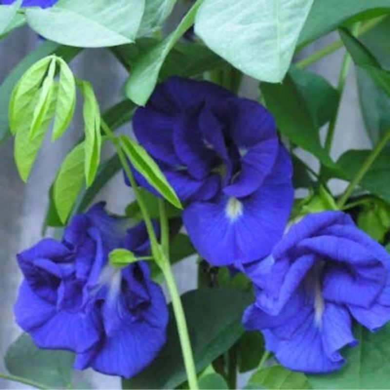 Blue Ternate Blue Butterfly Pea Flower Plant Uprooted Shopee