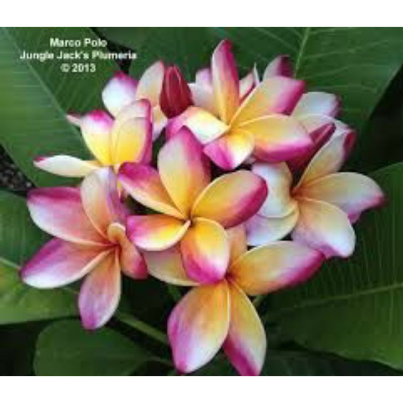 Shop calachuchi for Sale on Shopee Philippines