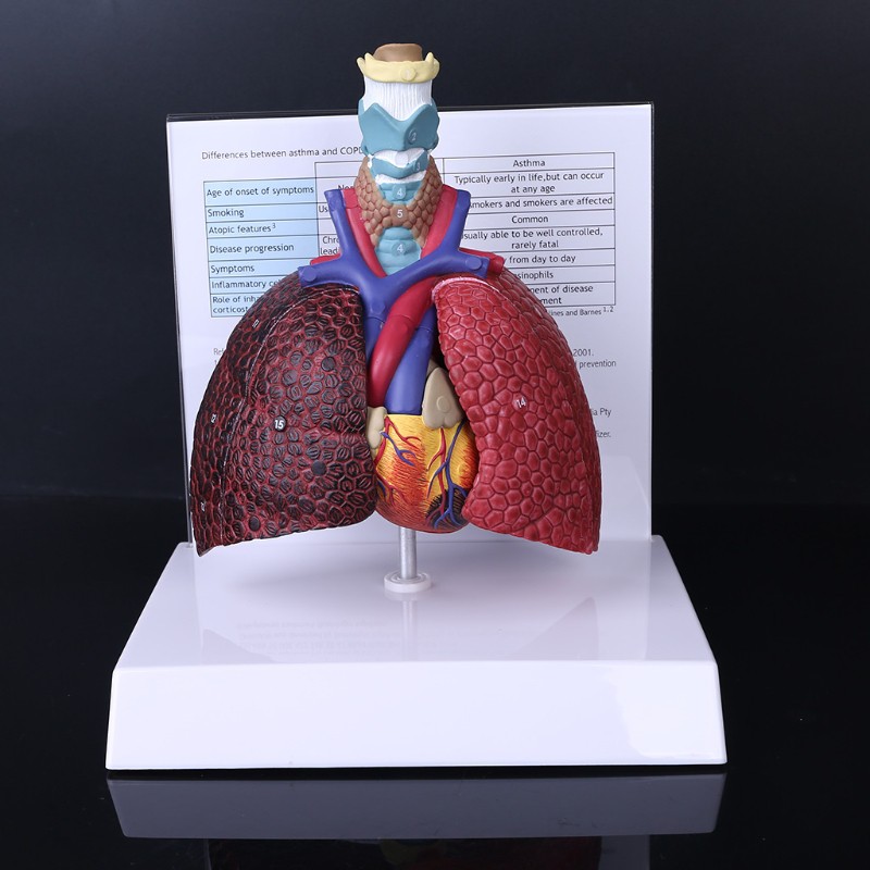 LIVI Life Size Human Lung Model Anatomical Respiratory System Anatomy ...