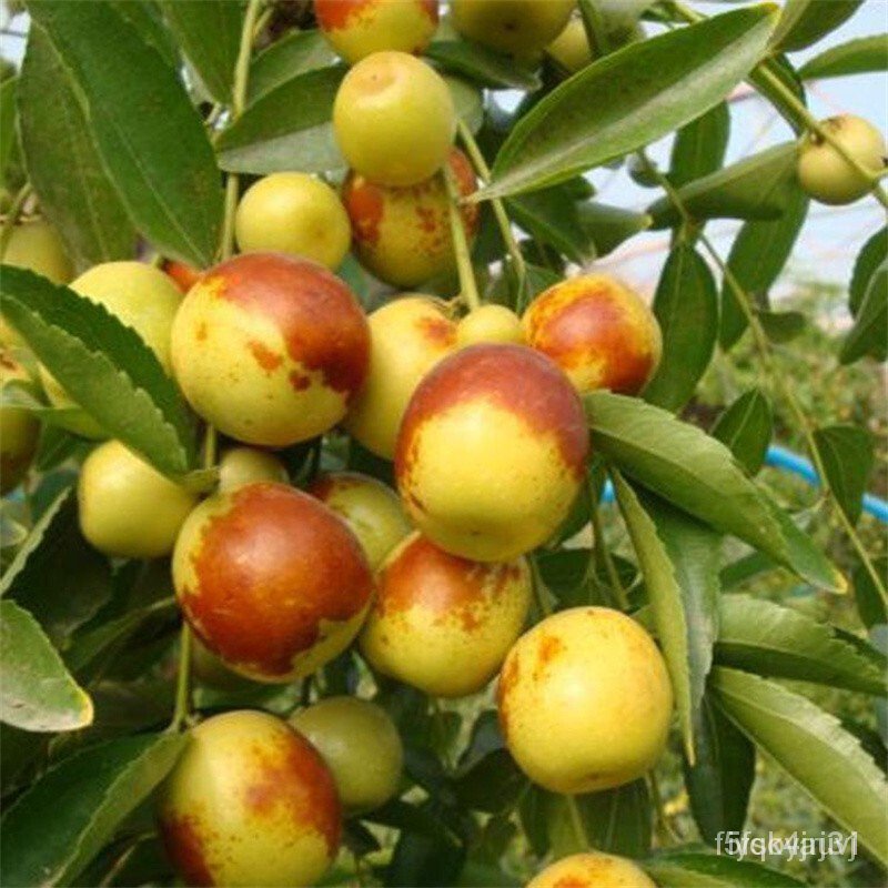 Ouwu Bear Fruit in Current Year Jujube Seedlings Fruit Tree Seedlings ...