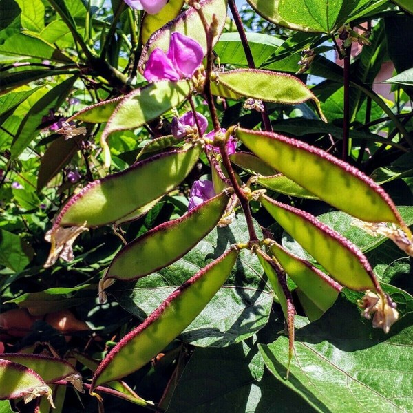 Bataw Seeds Hyacinth Bean Seeds Bataw Seeds Vegetable Garden Seeds ...