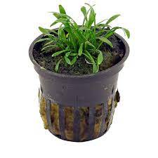 Cryptocoryne aponogetifolia & Wendtii Green -lowtech (non