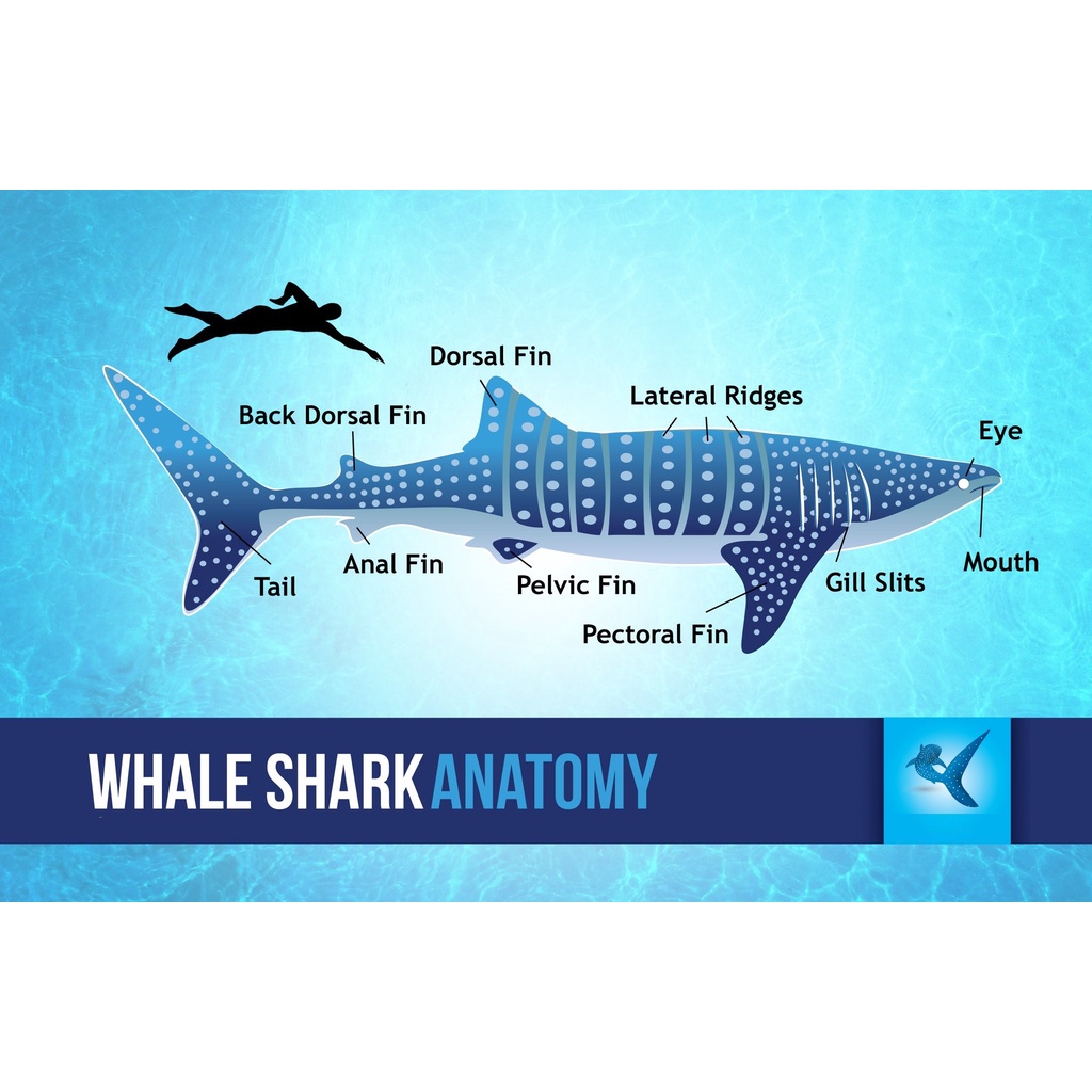 Anatomy of a Shark, Laminated Educational Charts and Diagrams Shopee