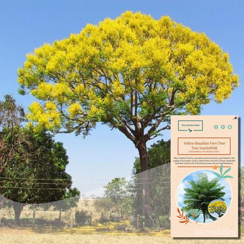 Factory price Yellow Brazilian Fern Flower Tree Seeds, Schizolobium