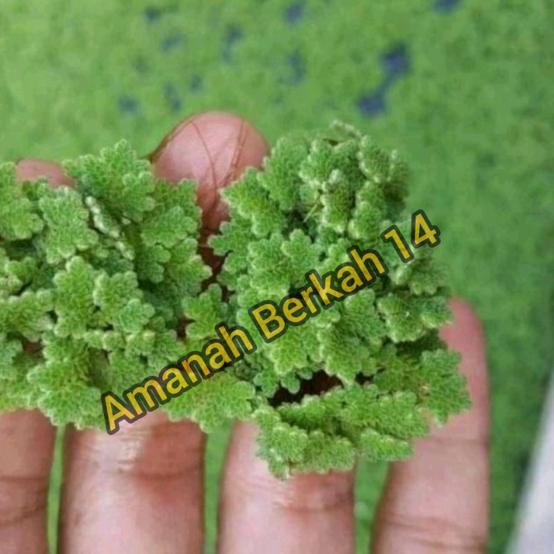Azolla azola seeds for fish, duck, chicken, etc. feed 500g | Shopee ...