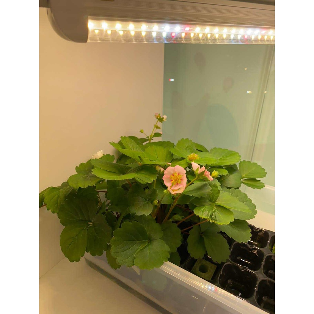 High Efficiency T8 Full Spectrum LED Tube Indoor | Hydroponic LED Grow ...