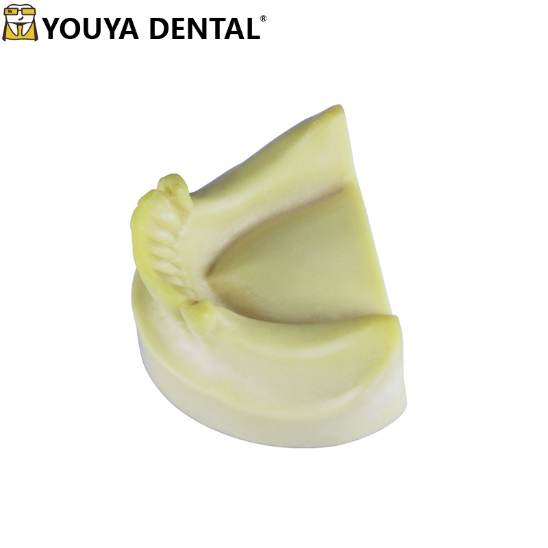 Practice Dental Model Teeth Model For Dental Students Studying ...
