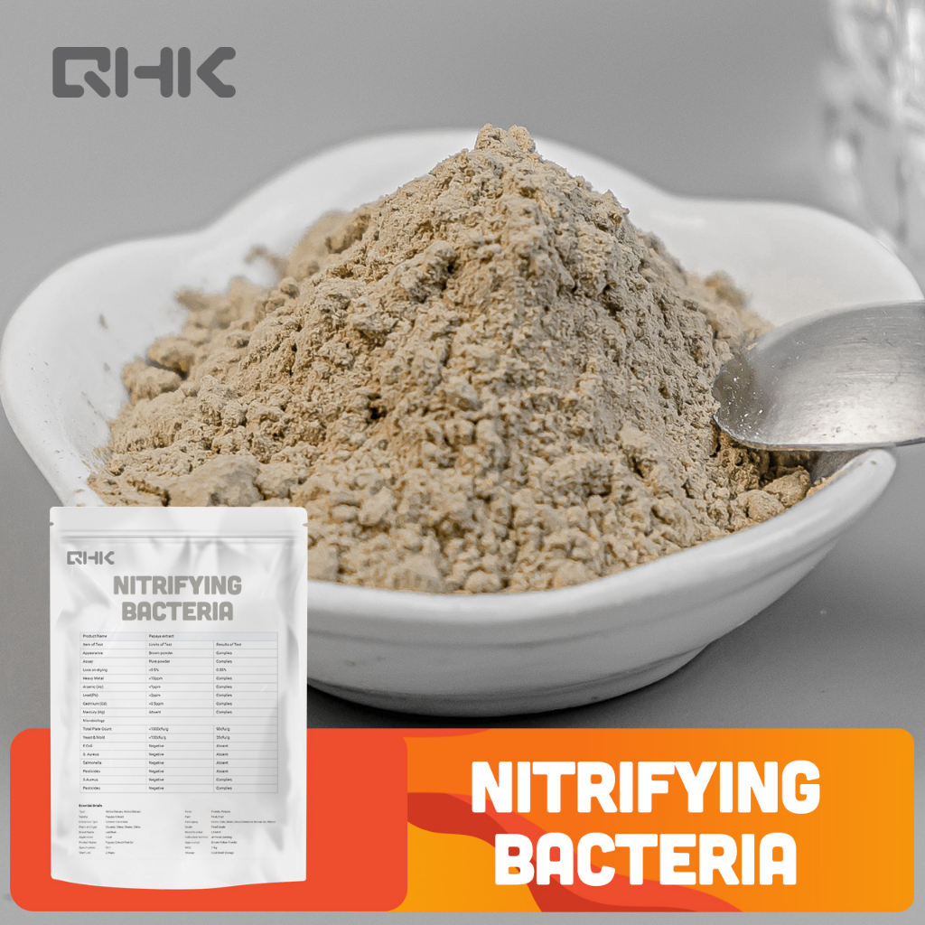 Nitrobacter Bacteria