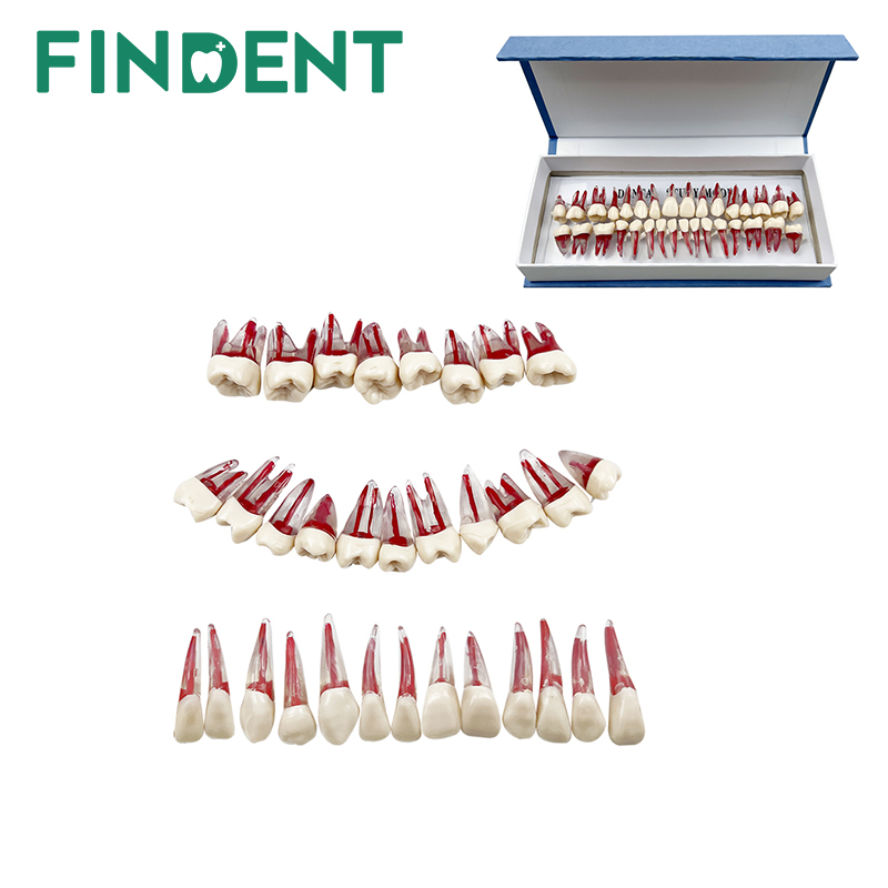 32Pcs Dental Endodontic Root Canal RCT Practice Endo Teeth Tooth Model
