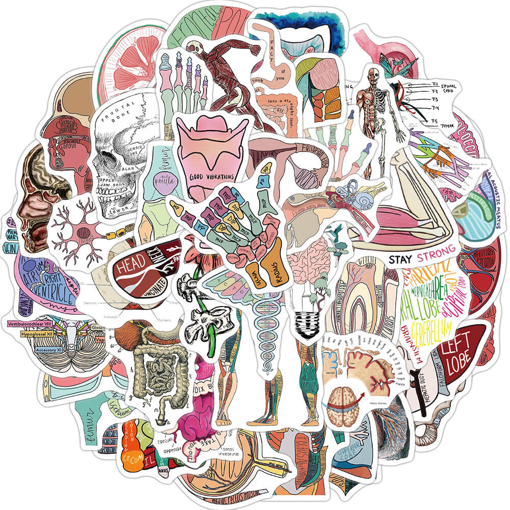 [Large Sticker]50Pcs Anatomy Stickers Human Body Organ Anatomy Map ...