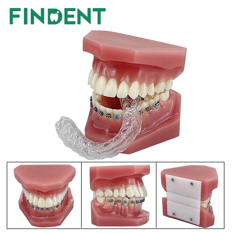 Dental Teeth Model With Braces Model Teeth Clear Aligners For Teaching
