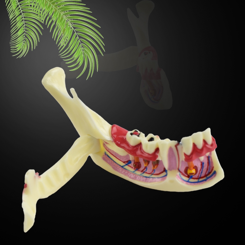 Dental Model Learning Model Gums Model Teeth Model | Shopee Philippines