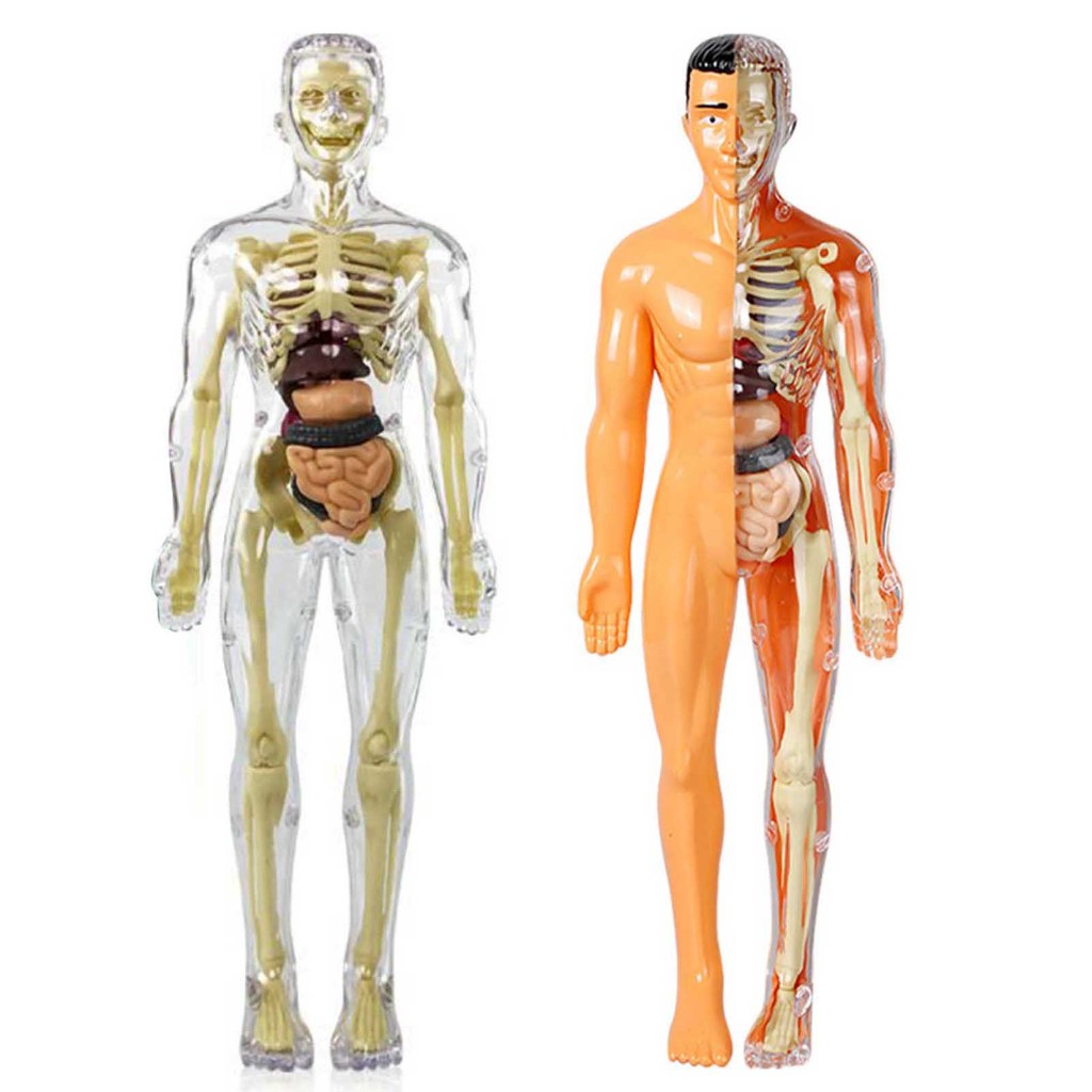 [Ready stock]3D Human Body Torso Model Toys Educational Human Body ...