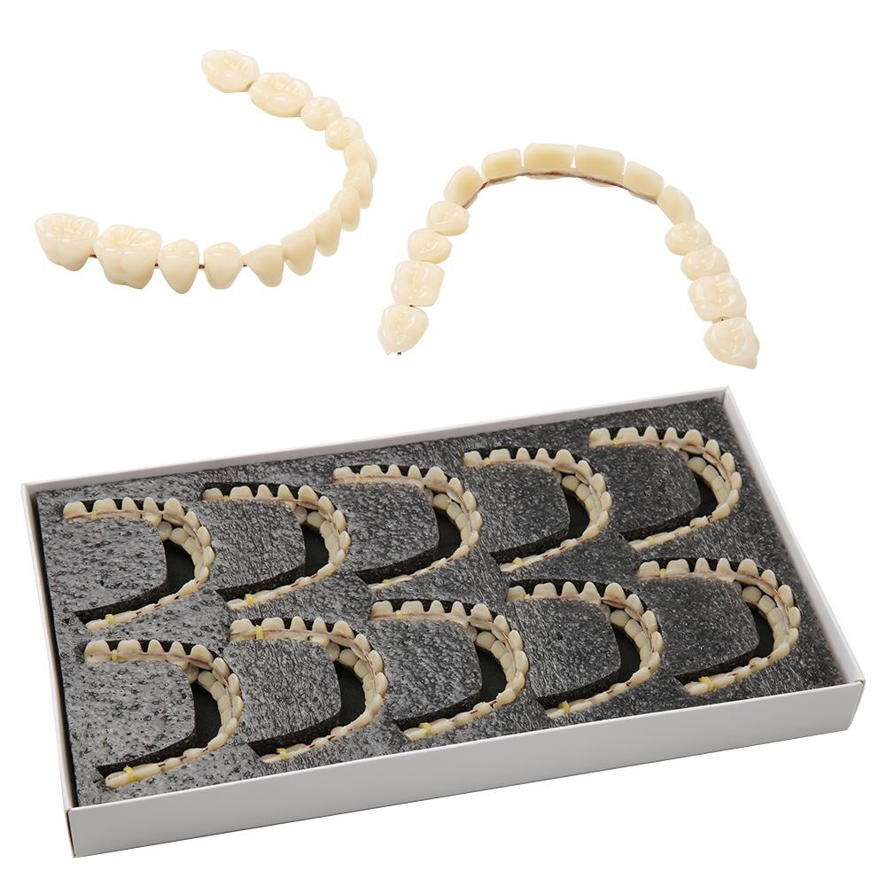1Set Dental Simulation(28pcs teeth) Upper Lower Shade Dental Synthetic ...