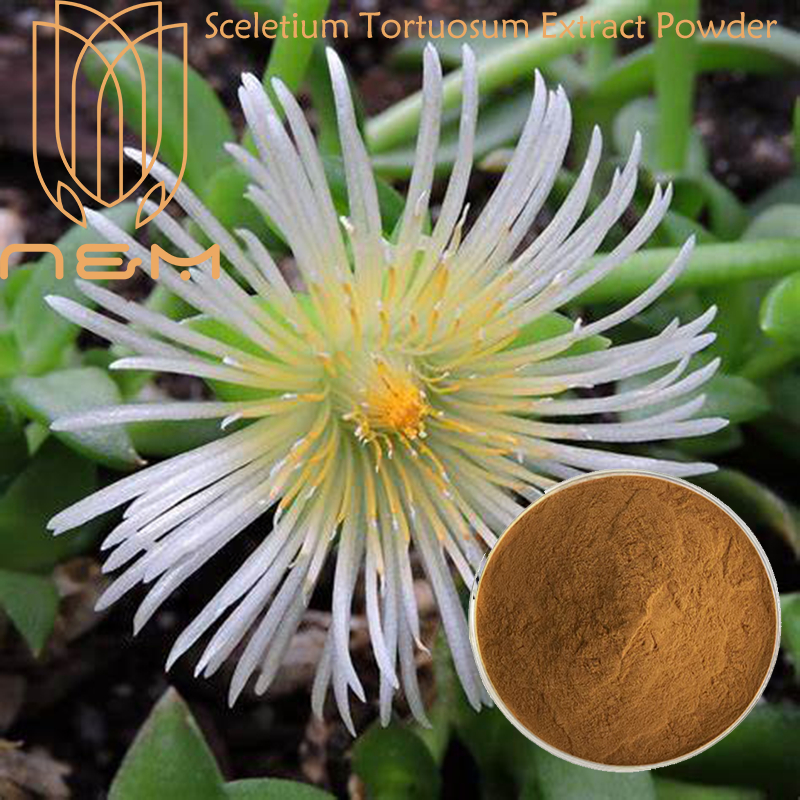 N&M/ Sceletium Tortuosum Extract Powder/ Kanna/ Support Healthy ...