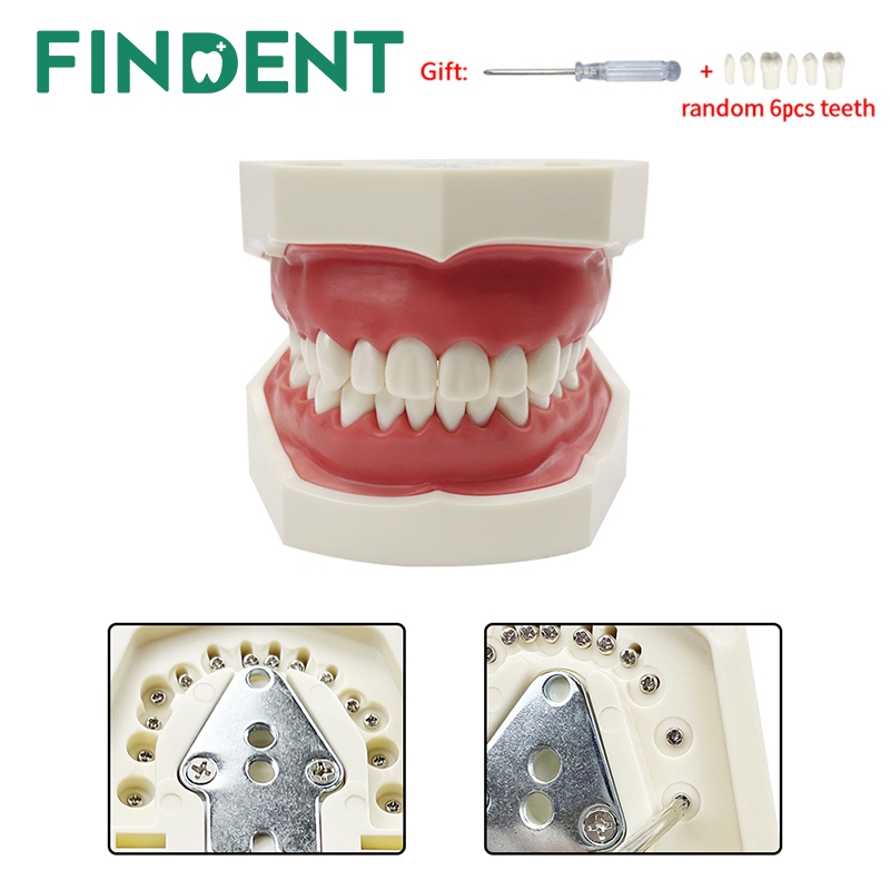 Bench Mount Dental Manikin Phantom Head Dental Patient Simulator Typodont Compatible With Nissin Kilgore Frasaco 2478 - View #5